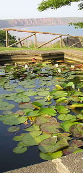 Lilies in formal pond, sea in background