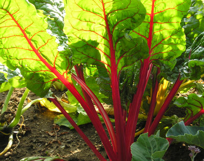 Red chard in the ornamental vegetable bed
