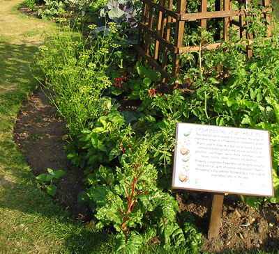 A planting of ornamental veg, in Filey's clifftop park