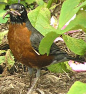 American robin - photo by Gale White