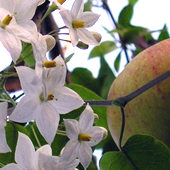 Solanum jasminoides 'Album' and apple