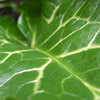 Arum italicum 'Pictum' leaf, December 2005