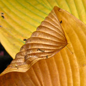 Hosta leaves in autumn
