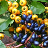 Berries - pyracantha and viburnum