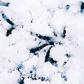 Bird tracks in the winter snow