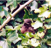 Young blackbird emerging from the nest in the ivy
