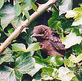 Young blackbird emerging from the nest