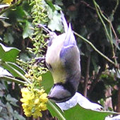 Blue tit in winter, upside down, investigating Mahonia flowers