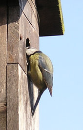 Blue tit (male) at nest box - 1