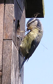 Blue tit (female) with nesting materials, at nest box - 6