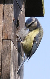Blue tit (female) with nesting materials, at nest box - 2