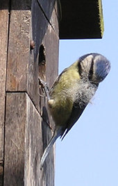 Blue tit (female) with nesting materials, at nest box - 3