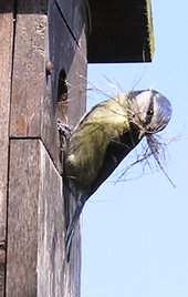 Blue tit (female) with nesting materials, at nest box - 5