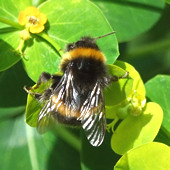 Bumble bee on euphorbia