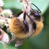 Bumble bee on heuchera flower