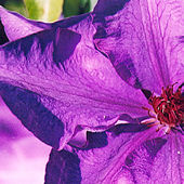 Clematis - The President, May 
        2002