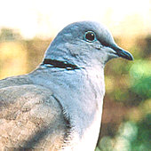 Colin Dove the collared dove, 2002