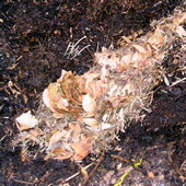 Disturbed mouse nest in compost heap
