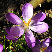 Crocus, flowering in winter sun, February 2005