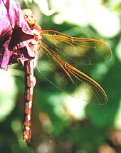 Dragonfly - probably a Brown Hawker? - summer 2003