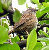 Dunnock in the apple tree branches, May 2005