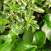 Variegated euonymus and hedera (ivy)