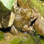 Adult frog, pond-side