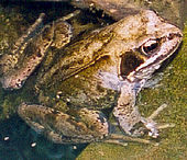Frog, copyright: Turning Earth