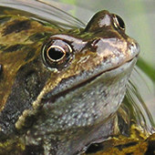 Frog in the pond, March 2005