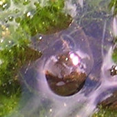 Tadpole becoming a froglet, in the pond, June 2004