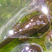 Froglet emerging from garden pond