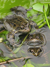 Frogs mating - three's a crowd: 2