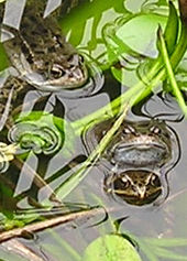 Frogs mating - three's a crowd: 1