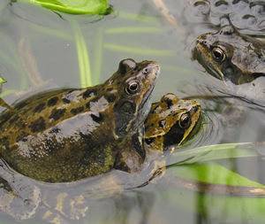 Frogs mating, plus lone male frog