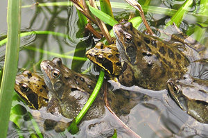 Five frogs  in the pond - two pairs and a lone male