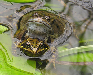 Frog pair mating, March 2005