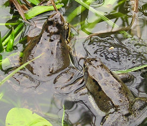 Lone male frog approaching mating pair
