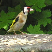 Goldfinch visiting bird table for sunflower seed, June 2004