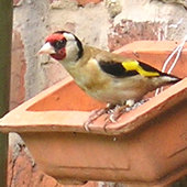 Same goldfinch, different pose! - showing wing feathers