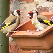 Goldfinch pair at the feeder, eating thistle seed