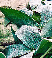 Frosted leaves of Hellebore, January 2002