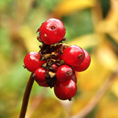 Honeysuckle berries