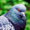 Hooky the pigeon