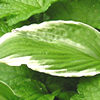 Hosta leaf