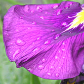 Iris petal - detail