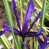 Iris reticulata, March 2004
