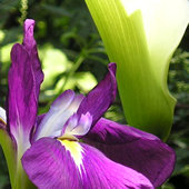 Iris and arum lily