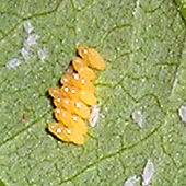 Cluster of yellow ladybird eggs on the underside of a leaf, with nearby aphids and whitefly