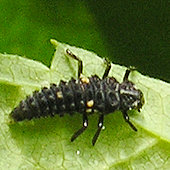 Ladybird larva - rather fierce looking, but really a  gardener's friend