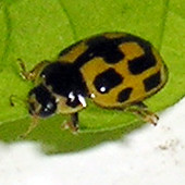 Yellow and black 14-spot ladybird